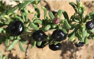 女吃黑枸杞淡斑抗皺，男吃黑枸杞提高性功能！